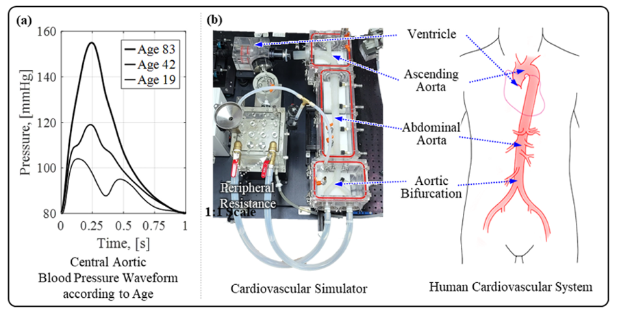 Cardiovascular hardware simulator and artificial aorta-generated central blood pressure waveform database according to various vascular ages for cardiovascular health monitoring applications.PNG